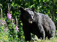 black bear 85x11 6675  Black Bear and Fireweed, Yukon